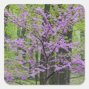 Rotebudenbäume in voller Frühjahrsblüte nahe Defia Quadratischer Aufkleber