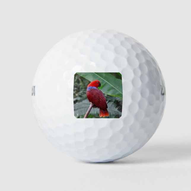 Roteklektischer Papagei Golfball (Vorderseite)
