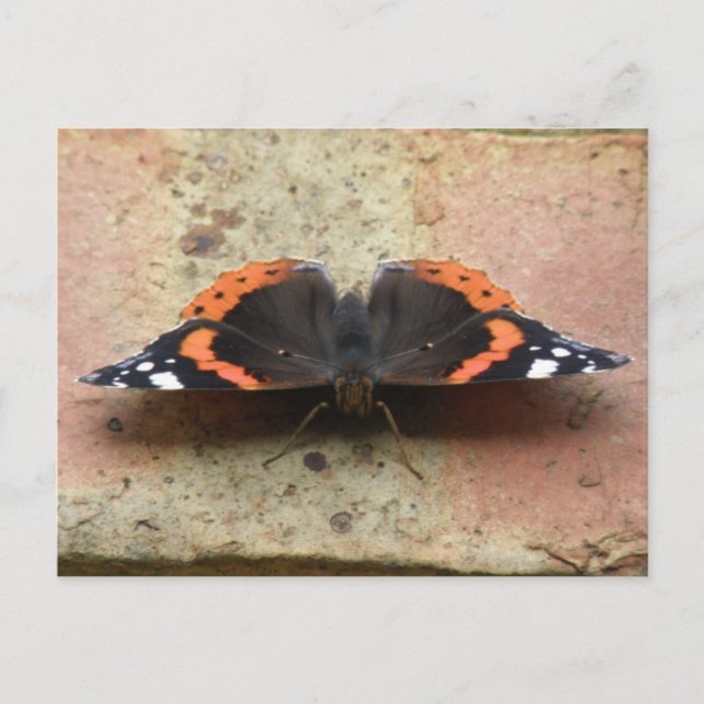Roter Admiral Butterfly Postkarte (Vorderseite)