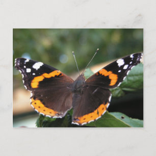 Roter Admiral Butterfly Postkarte