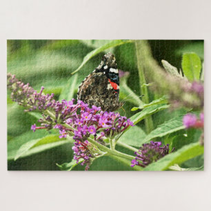 Roter Admiral Schmetterling