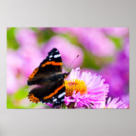 Roter Admiral Schmetterling auf Blume Poster