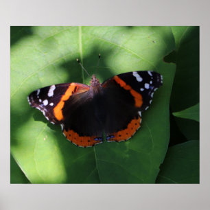 Roter Admiral Schmetterling auf grünen Blättern  Poster
