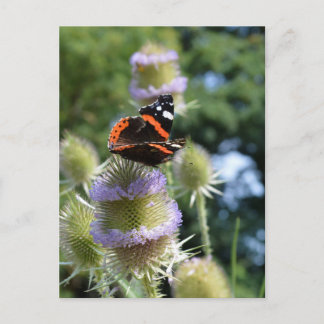 Roter Admiral Schmetterling beim Fressen an Karden Postkarte