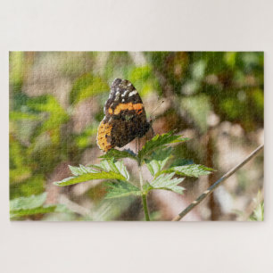 Roter Admiral Schmetterling Pazifischer Nordwesten