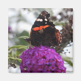Roter Admiral-Schmetterlingsmagnet Magnet