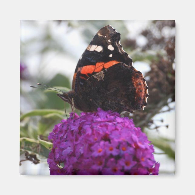 Roter Admiral-Schmetterlingsmagnet Magnet (Vorne)