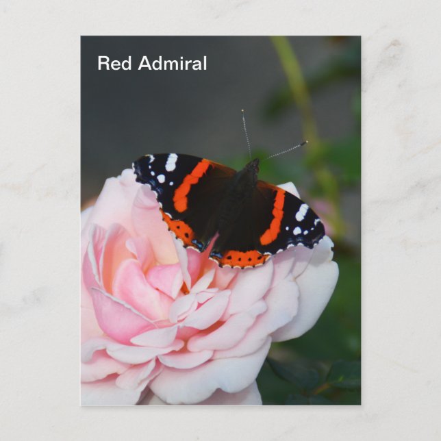 Roter Admiralschmetterling Postkarte (Vorderseite)