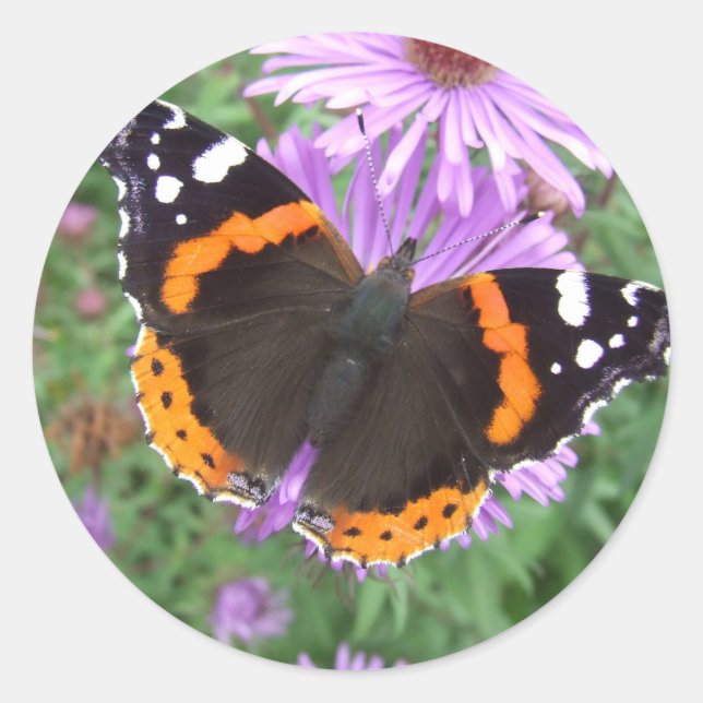 Roter Admiralschmetterling Runder Aufkleber (Vorderseite)