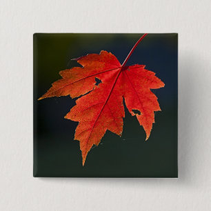 Roter Ahorn Acer rubrum) rotes Blatt im Herbst, Button