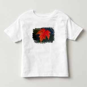 Roter Ahorn Acer rubrum) rotes Blatt im Herbst, Kleinkind T-shirt
