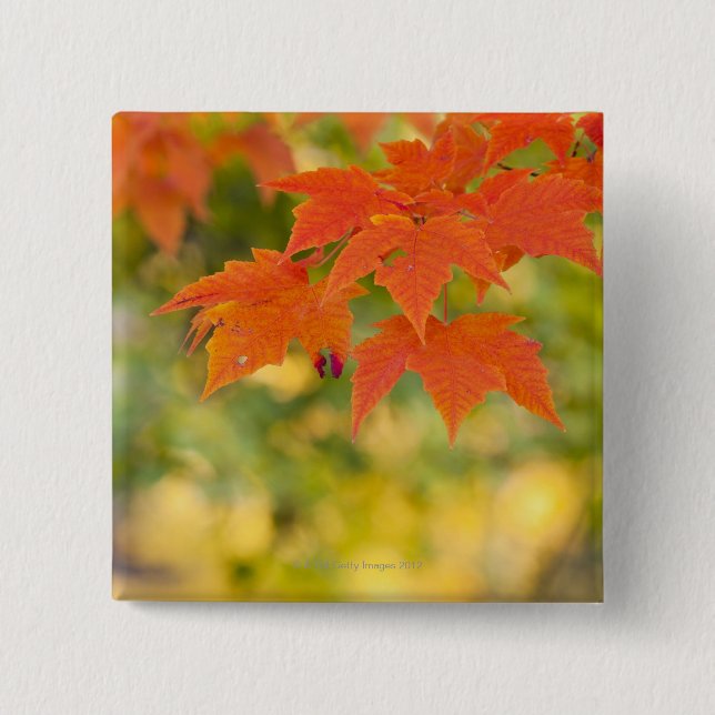 Roter Ahorn-Blätter im Herbst Button (Vorderseite)