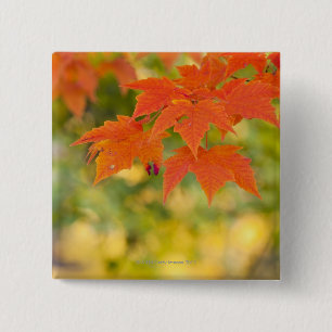 Roter Ahorn-Blätter im Herbst Button