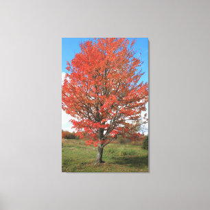 Roter Ahornbaum im Herbst Leinwanddruck