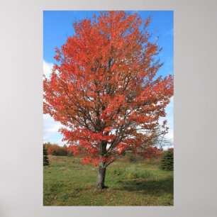 Roter Ahornbaum im Herbst Poster