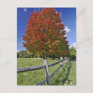 Roter Ahornbaum in Herbstfarben, nahe Concord, 2 Postkarte