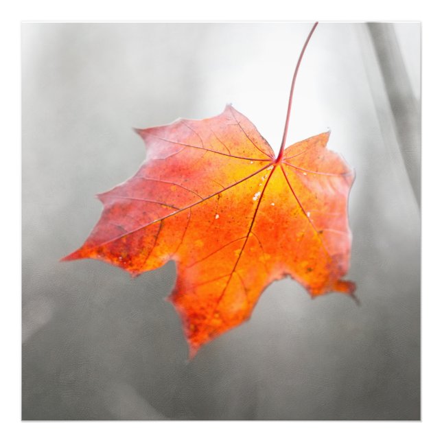 Roter Ahornleaf - Velvet Herbst Fotodruck (Vorne)