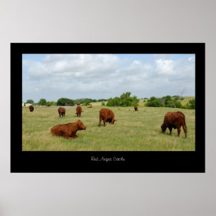 Roter Angus-Vieh-Plakat-Druck Poster