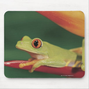 Roter Augenbaumfrosch, der auf Blume sitzt Mousepad