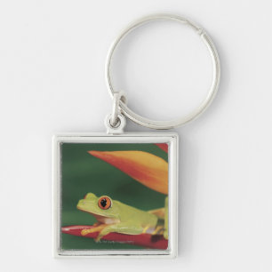 Roter Augenbaumfrosch, der auf Blume sitzt Schlüsselanhänger
