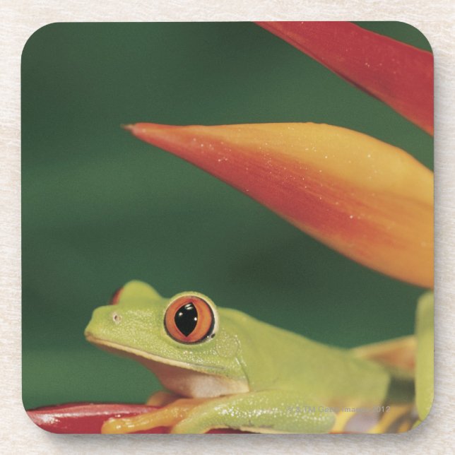 Roter Augenbaumfrosch, der auf Blume sitzt Untersetzer (Vorderseite)