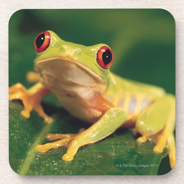Roter Augenbaumfrosch Untersetzer (Vorderseite)
