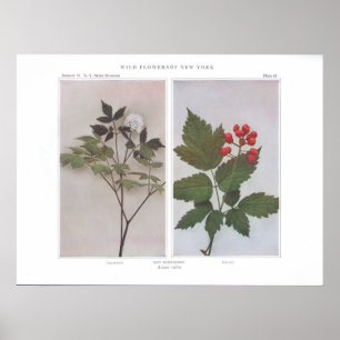 Roter Baneberry (Blumen und Frucht) - Actaea rubra Poster