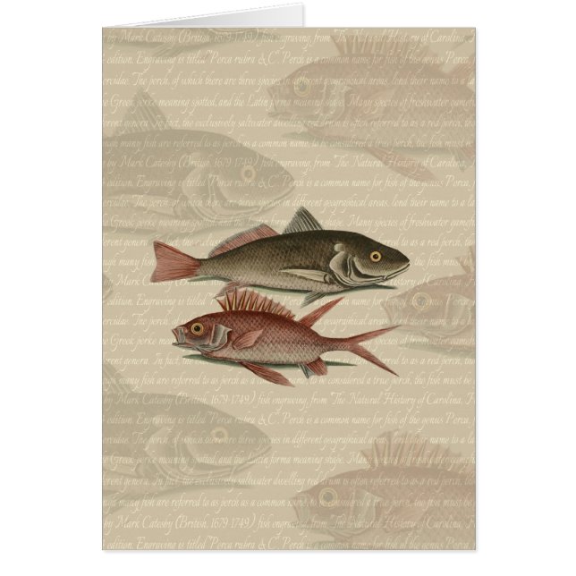 Roter Barsch Fischermann Kunst (Vorne)
