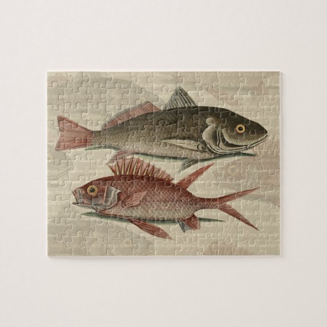 Roter Barsch Fischermann Kunst (Horizontal)