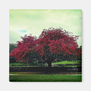 Roter Baum Magnet