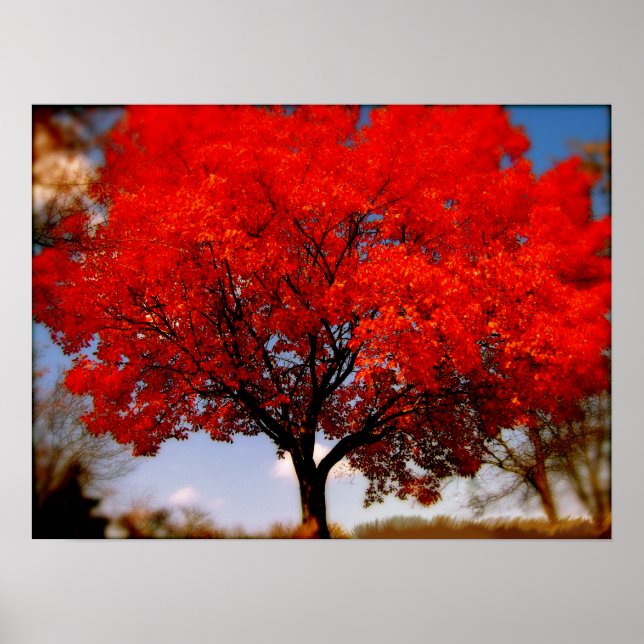 Roter Baum mit Wolken Poster (Vorne)