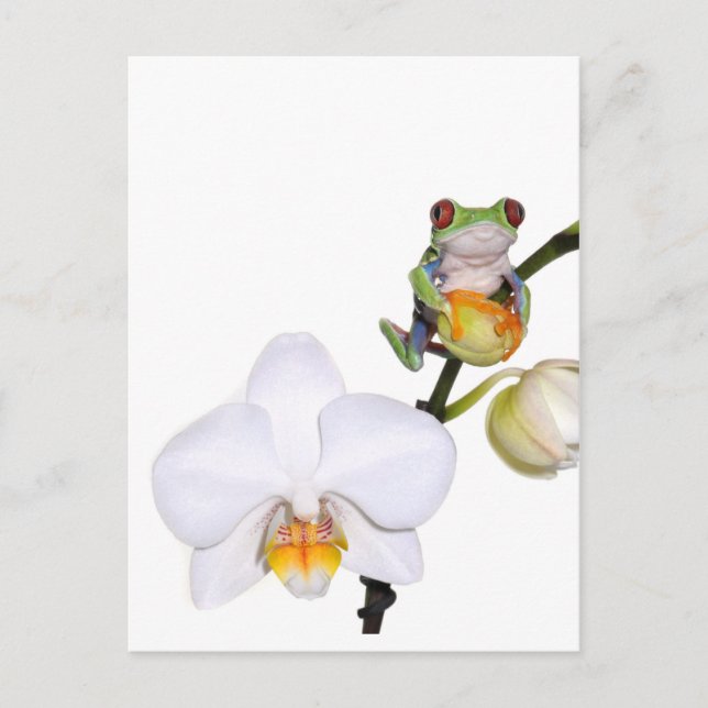 Roter Baumfrosch auf der Orchidee Postkarte (Vorderseite)