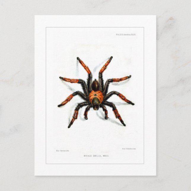 Roter Beintarantula Postkarte (Vorderseite)