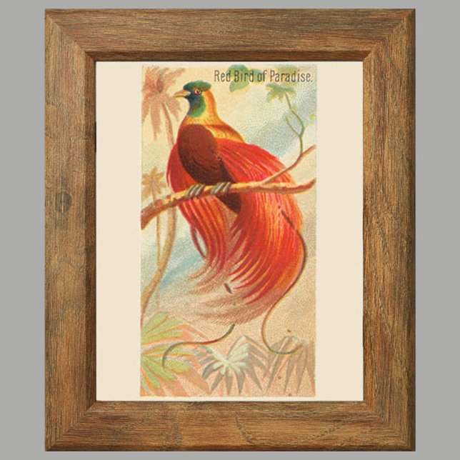 Roter Bird of Paradise, Gallery Wall Set von 6, 1/ Poster (Von Creator hochgeladen)