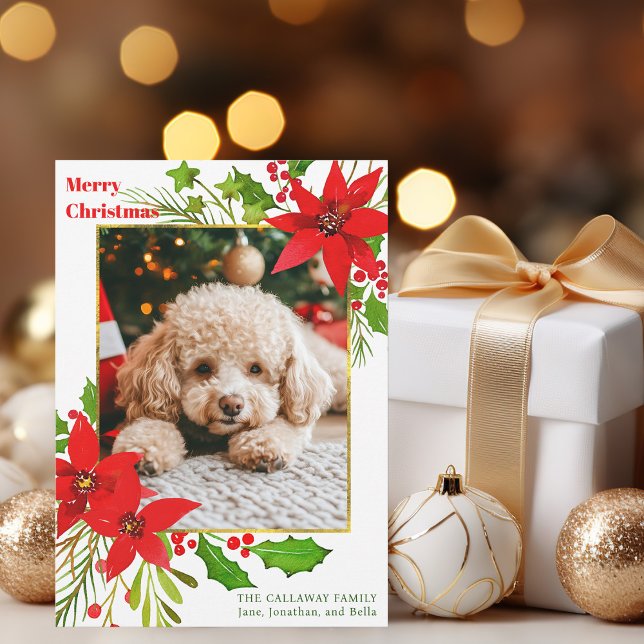 Roter Blütenhund Foto Weihnachten Poinsettia (Von Creator hochgeladen)