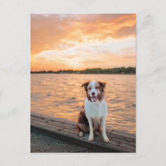 Roter Border Collie am Sunset Lake Steg Postkarte