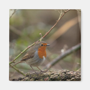 Roter Brustvogel Magnet
