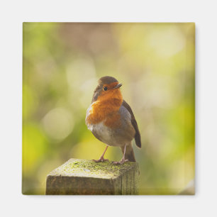 Roter Brustvogel Magnet