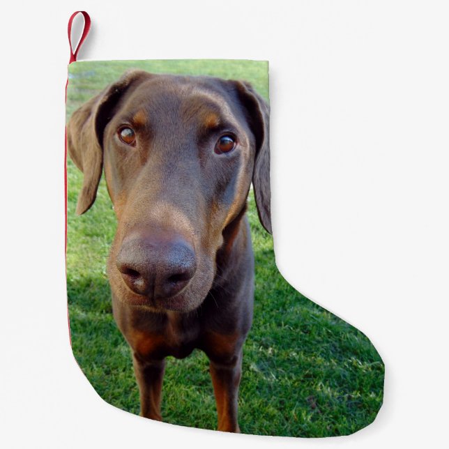 Roter Dobermann Kleiner Weihnachtsstrumpf (Vorderseite)