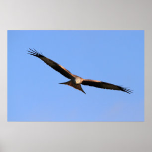 Roter Drachen-hochfliegender Druck Poster