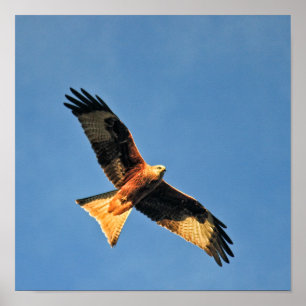 Roter Drachen-Raubvogel Poster