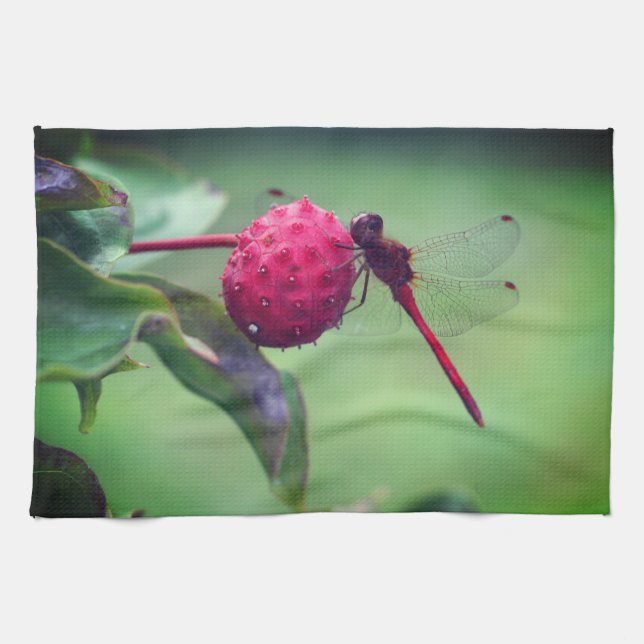 Roter Dragonfly auf Dogwood Frucht Nah Geschirrtuch (Horizontal)