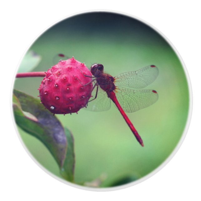 Roter Dragonfly auf Dogwood Frucht Nah  Keramikknauf (Vorderseite)