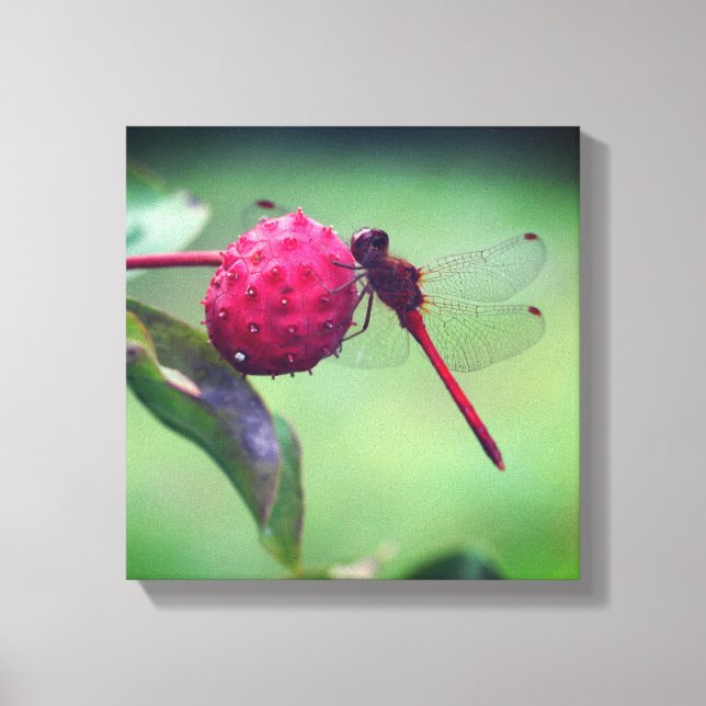 Roter Dragonfly auf Dogwood Frucht Nah Leinwanddruck (Vorderseite)