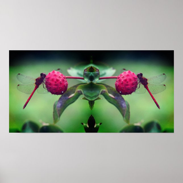 Roter Dragonfly auf Dogwood Fruchtspiegel Abstrakt Poster (Vorne)