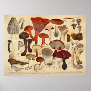 Roter Druck Vintage 1831 Pilz-Vielzahl-Browns Poster