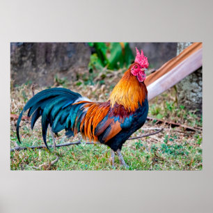 Roter Dschungelvögel Poster