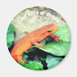 Roter Eft Salamander Natur Personalisiert Magnet