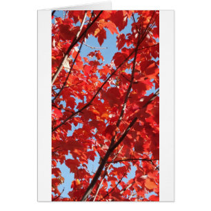 Roter Fall