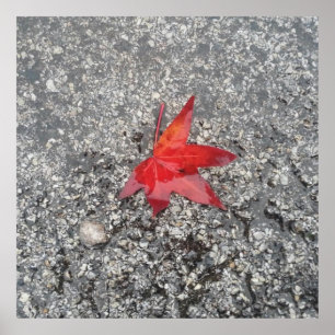 Roter Fall in Regen auf grauer, strukturierter Str Poster